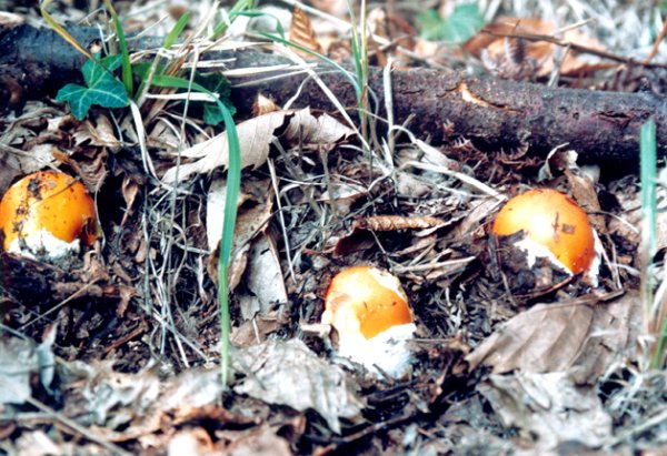  Image name: Amanita_caesarea10.jpg 
 width: 600 pixel 
 height: 411 pixel 
 Size: 89500 bytes 
 Click to enlarge 